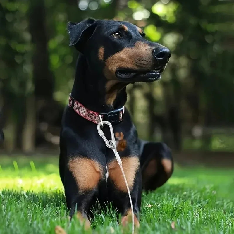 Laisse pour chien, harnais pour chiot, petit collier pour chien, colliers, harnais, laisses, colliers, harnais et sangles