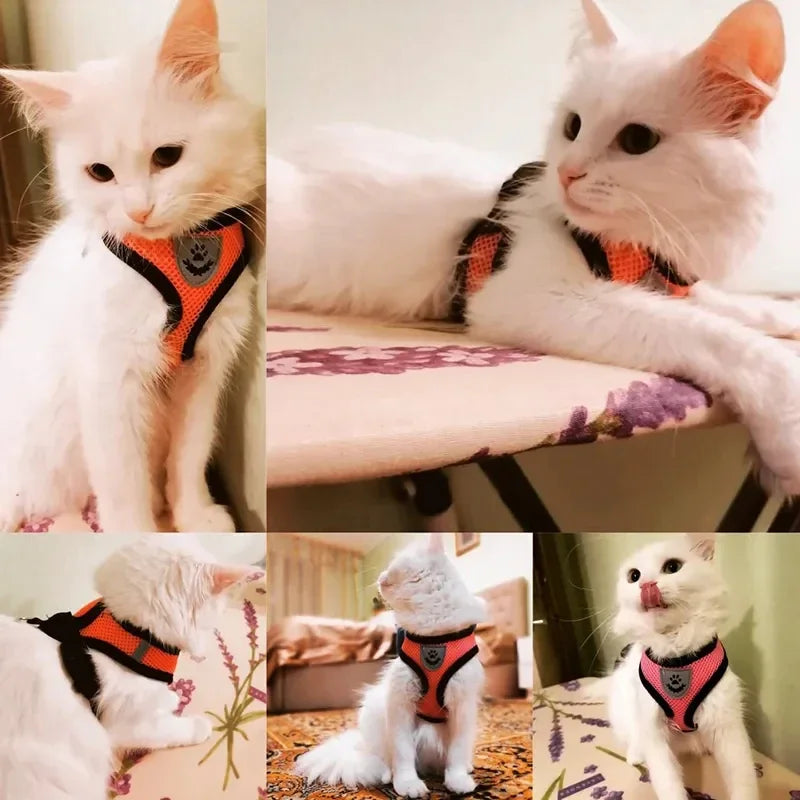 Harnais anti-évasion pour chat et chien avec laisse - Gilet en maille réglable pour la promenade