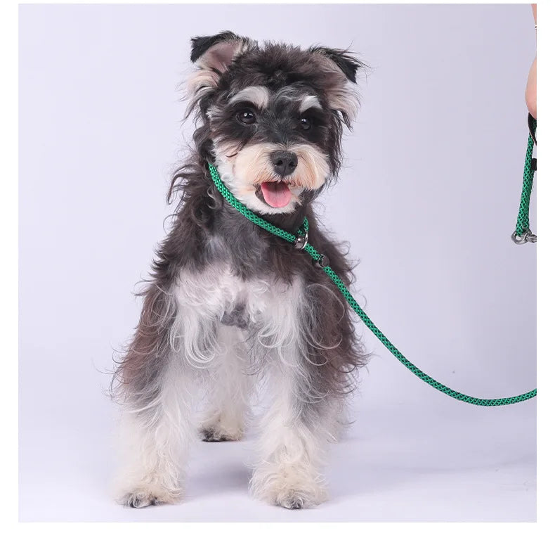 Laisse-collier étrangleur anti-nœuds réglable pour petits chiens