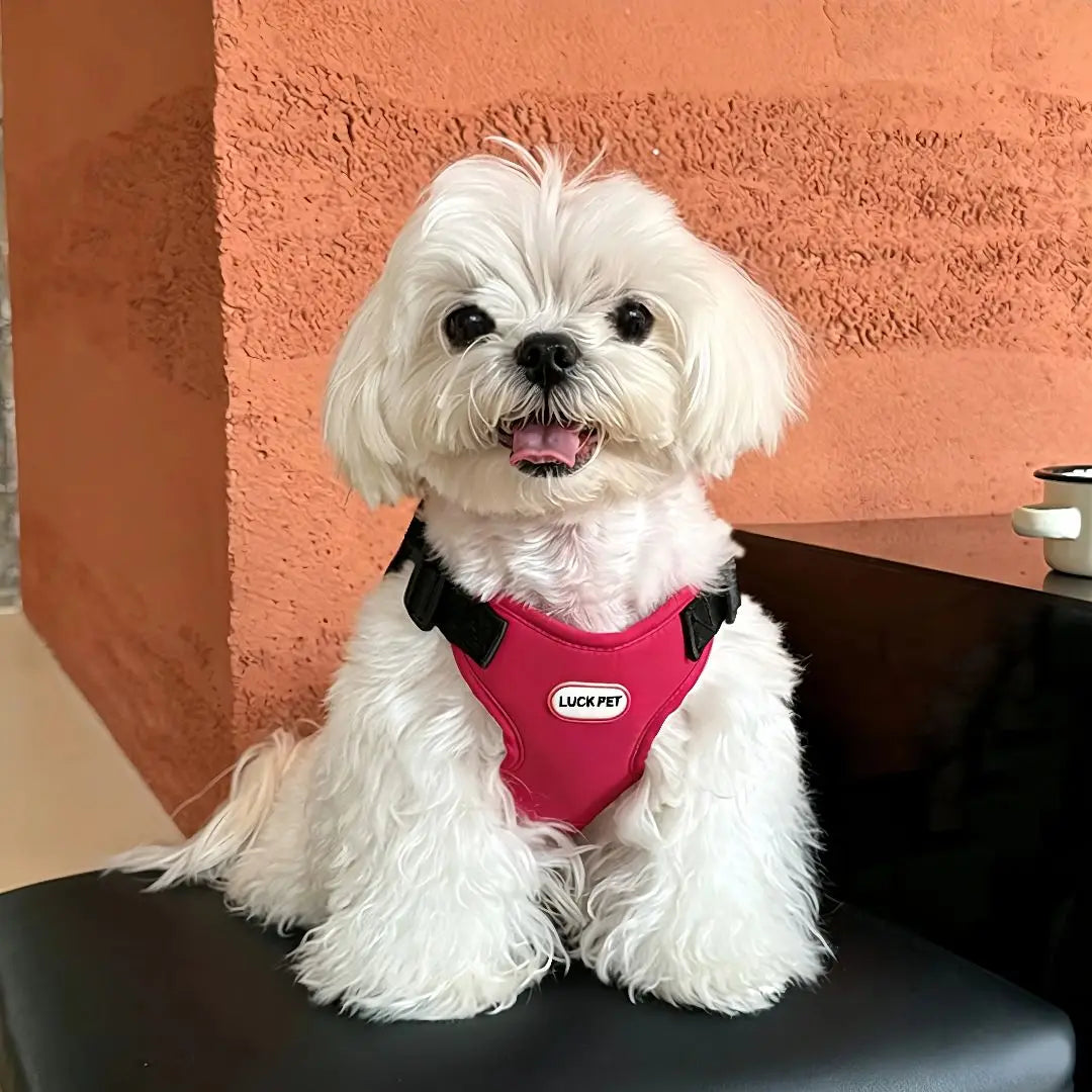 Breathable Vest Harness & Leash Set for Small Dogs