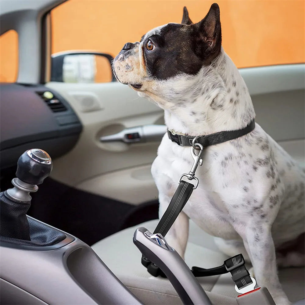 Ceinture de sécurité rétractable pour chien avec bande réfléchissante