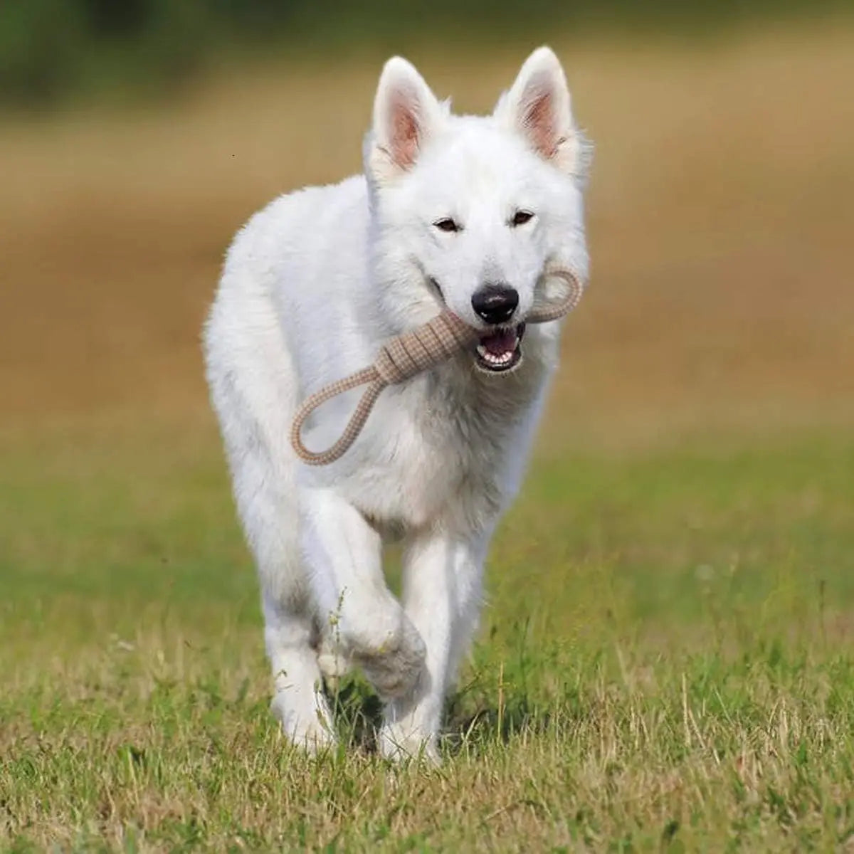 Cotton Rope Knot Chew Toy for Dogs & Cats