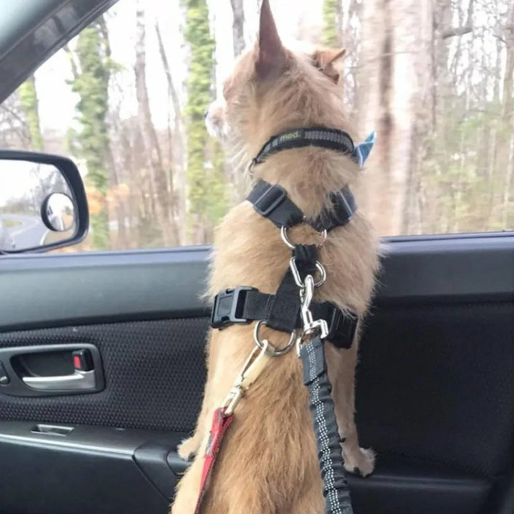 Ceinture de sécurité rétractable pour chien avec bande réfléchissante