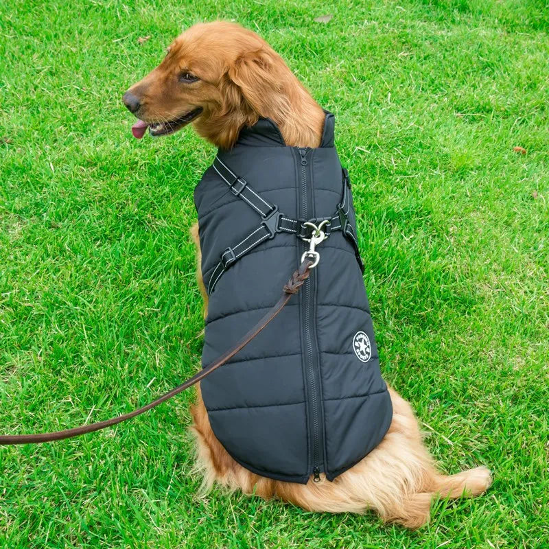Veste imperméable pour chien avec harnais
