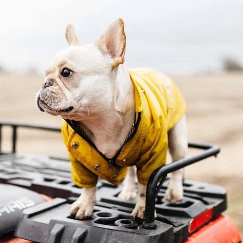 Waterproof Striped Raincoat for Dogs