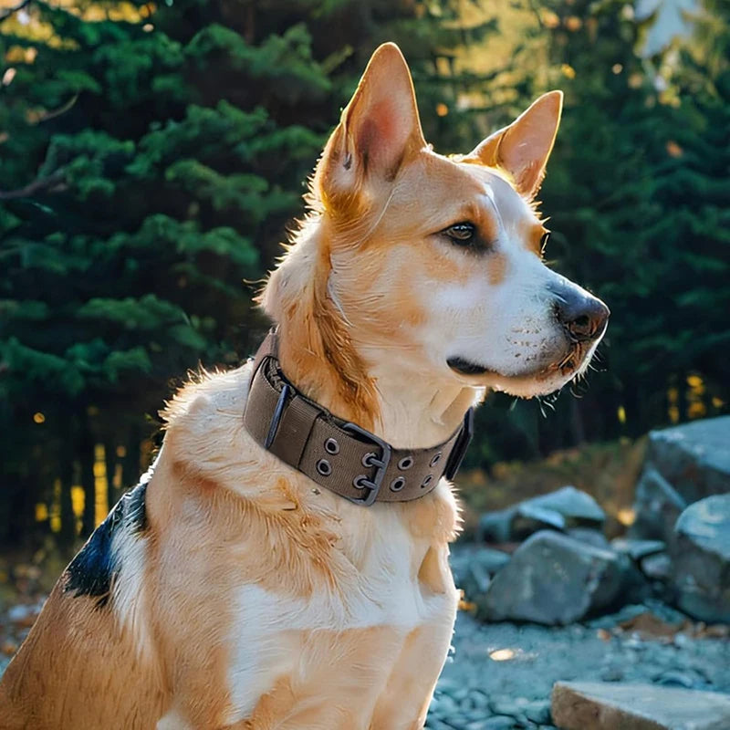 Military Dog Collar with Metal D-Ring & Buckle — Adjustable Working Collar for Medium & Large Dogs