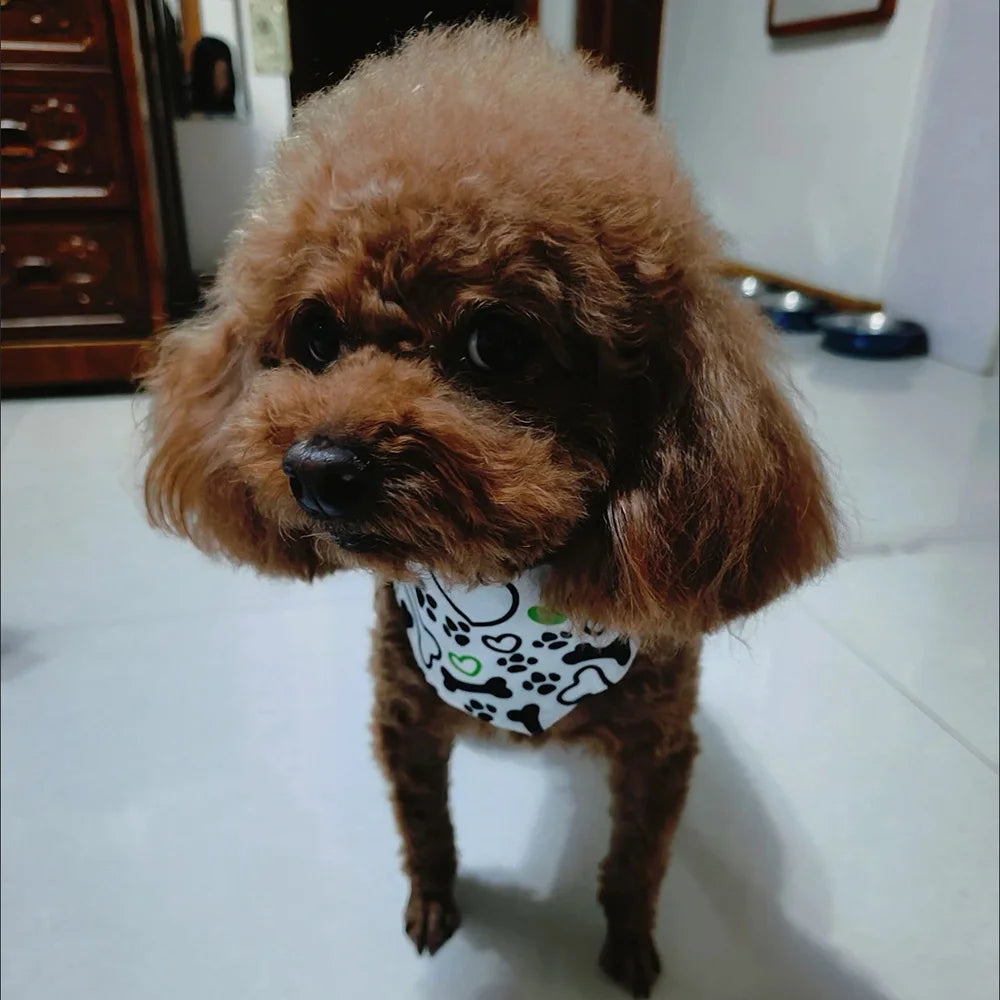 Cute Print Cat Dog Collar with Bandanas for Small Dogs Yorkshire Chihuahua Puppy Triangular Bandage Pet Accessories Supplies