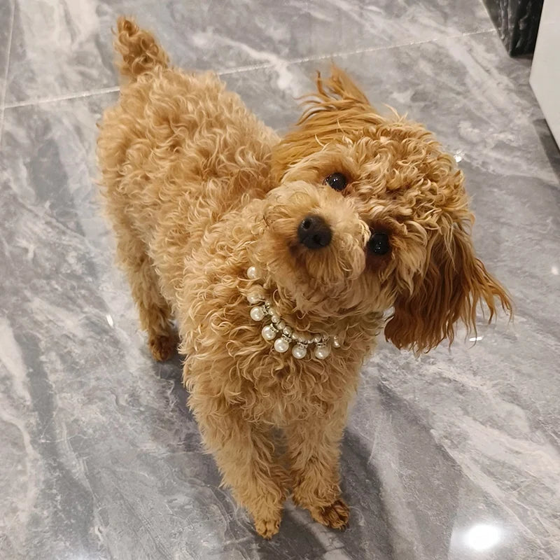 Luxury Pearl Pendant Puppy Dog Necklace Collar for Small Dogs Cats Chihuahua Pomeranian Teddy Bling Rhinestones Pet Accessories