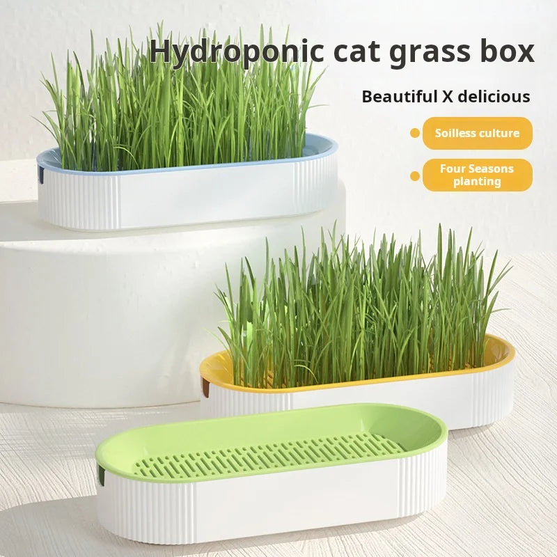 Kit de culture d'herbe à chat hydroponique – Ensemble de plantation sans terre pour friandises fraîches pour chats