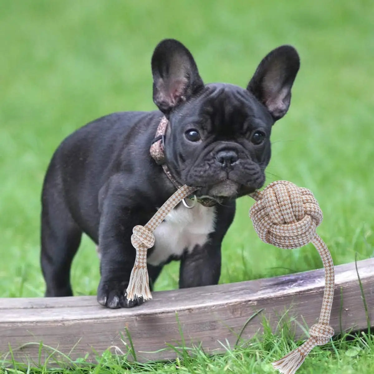 Cotton Rope Knot Chew Toy for Dogs & Cats