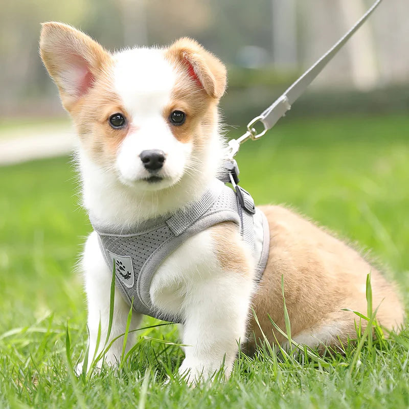 Reflective Mesh & Plaid Dog Vest Harness and Leash Set