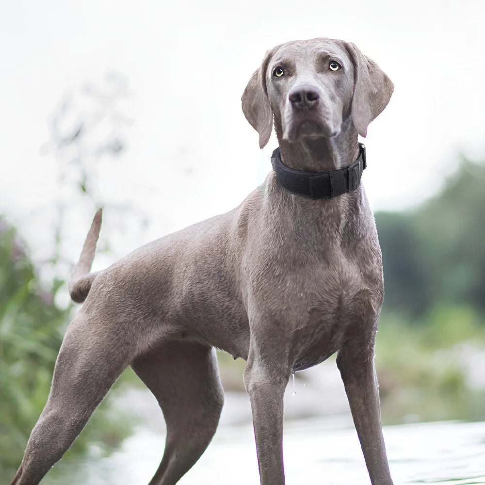 Harnais tactique pour grands chiens - Gilet d'entraînement robuste