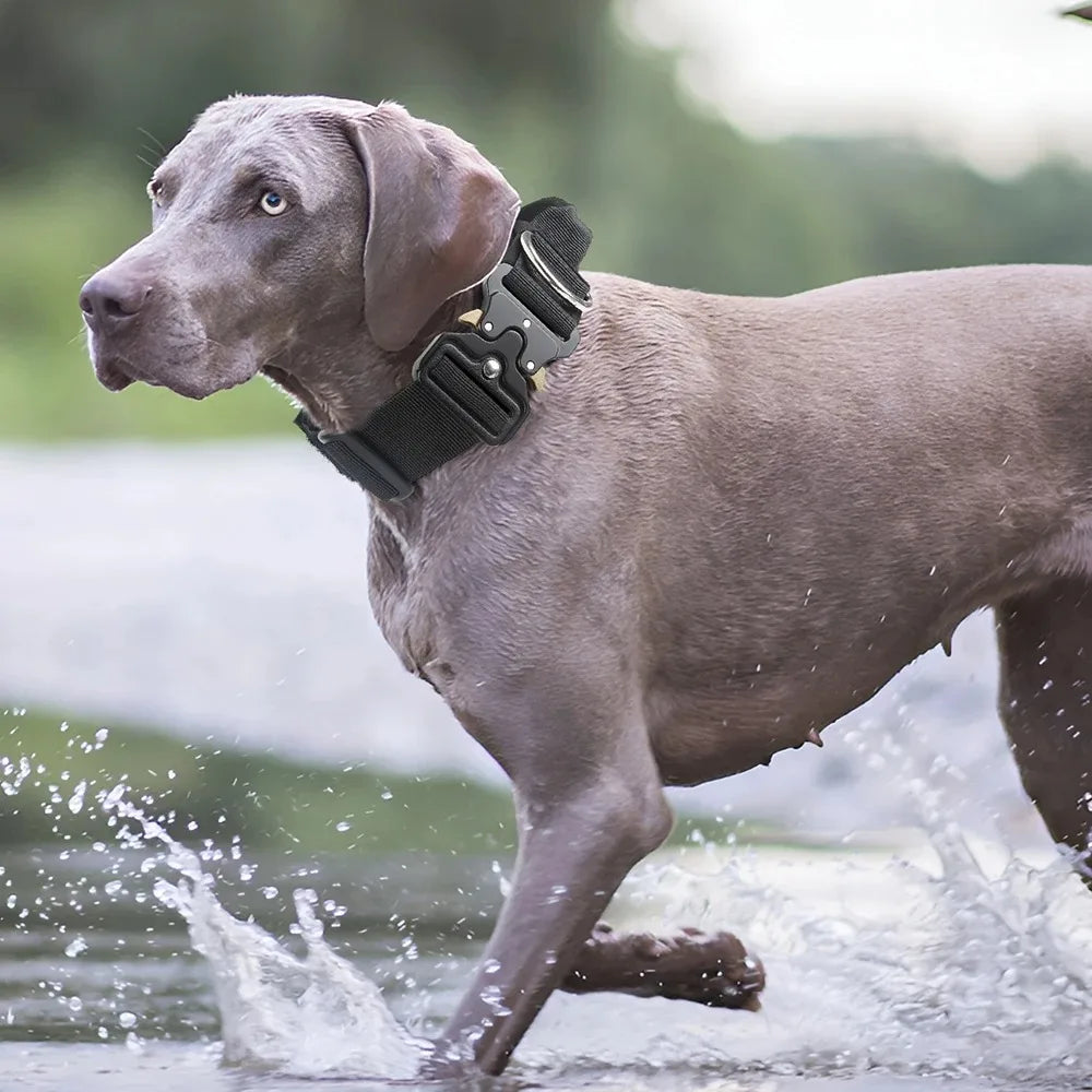Ensemble complet collier et harnais pour chien avec laisse