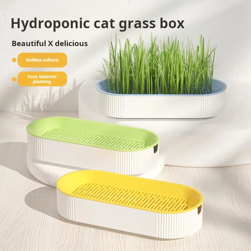 Kit de culture d'herbe à chat hydroponique – Ensemble de plantation sans terre pour friandises fraîches pour chats