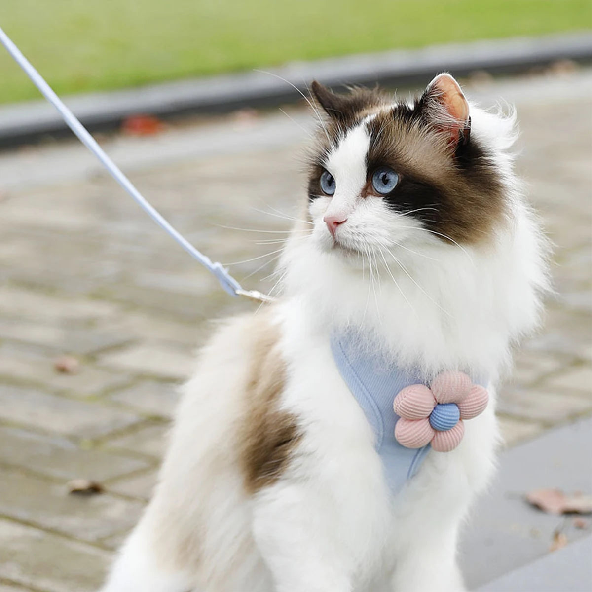Breathable Adjustable Harness & Leash Set for Cats and Small Dogs