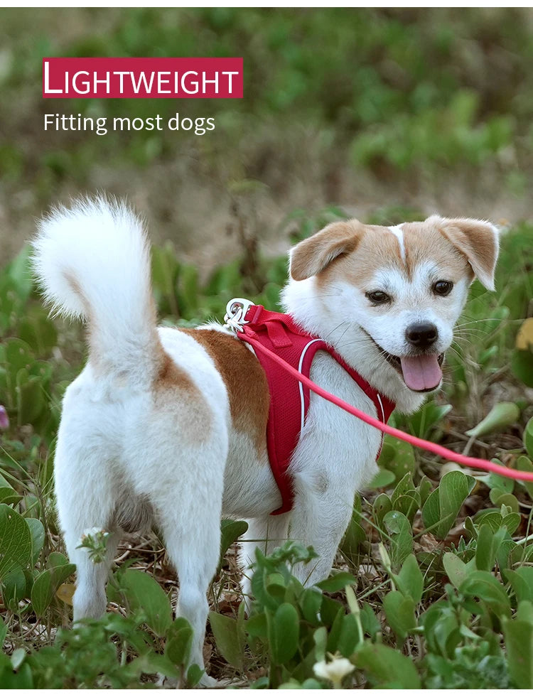 Reflective Dog & Cat Harness with Leash Set