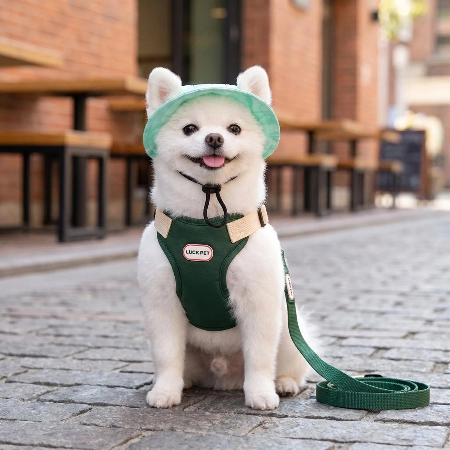Anti-Escape Harness, Leash & Sun Hat Set for Small Dogs & Cats
