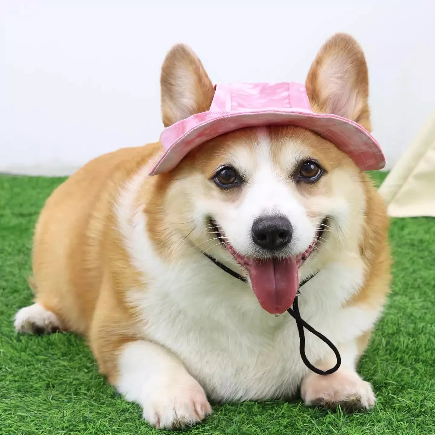 Chapeau de soleil pour animaux de compagnie avec trous pour les oreilles - Protection extérieure pour chiens et chats