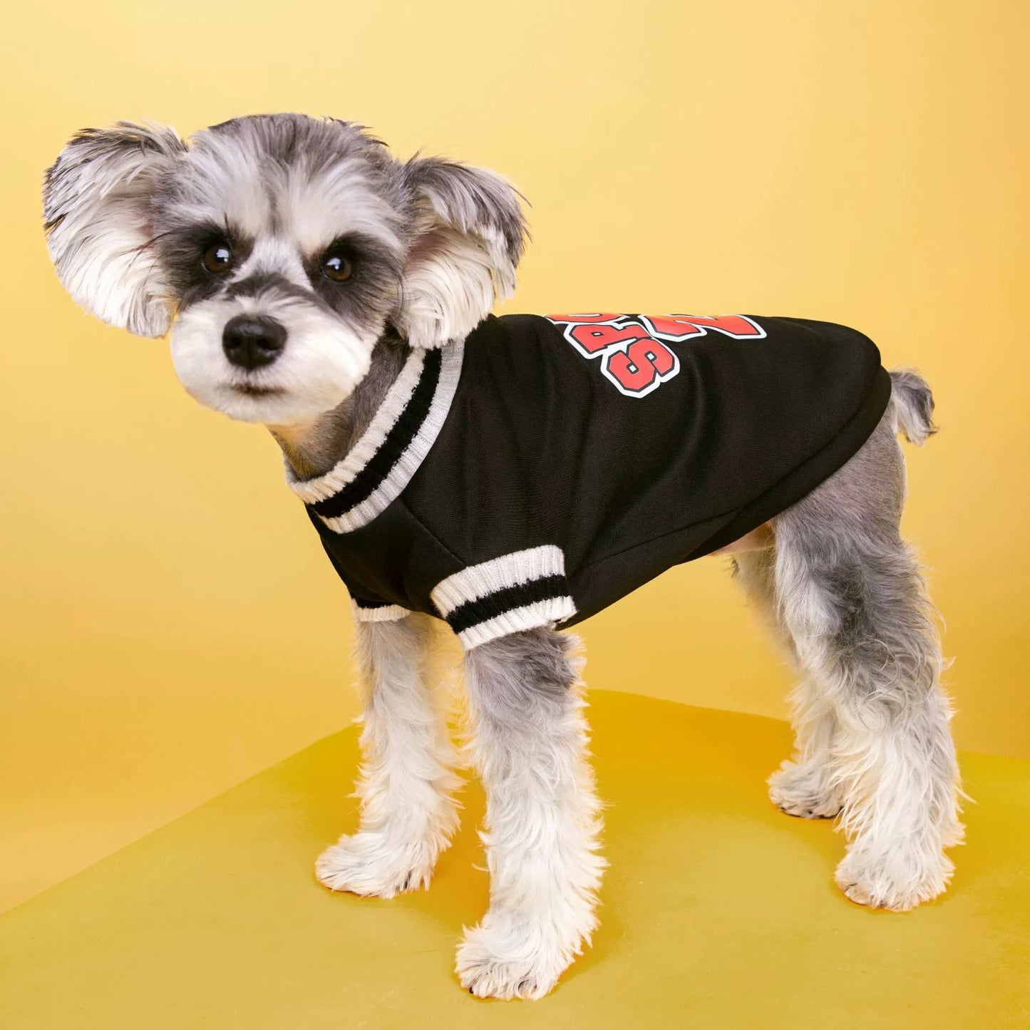 Pull pour chien style universitaire