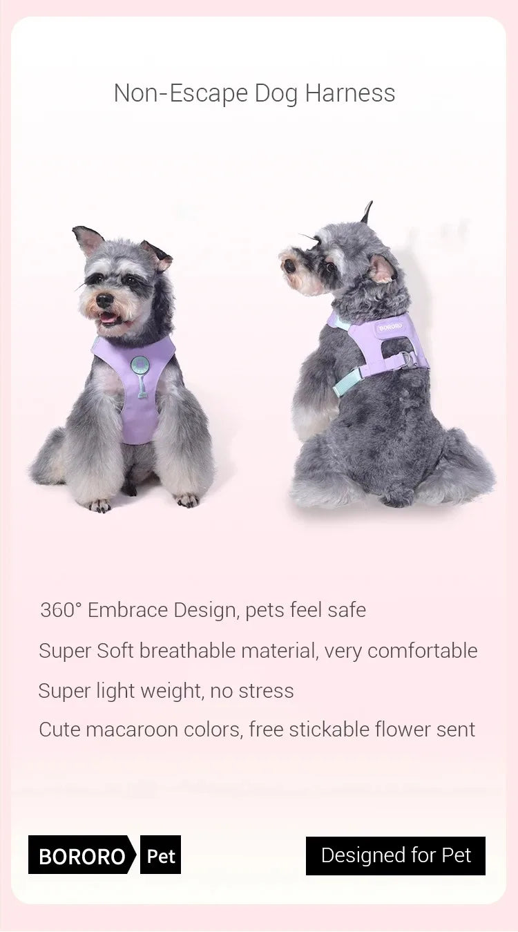 Ensemble Collier et Laisse pour Chien - Harnais de Poitrine pour Petits Chiens