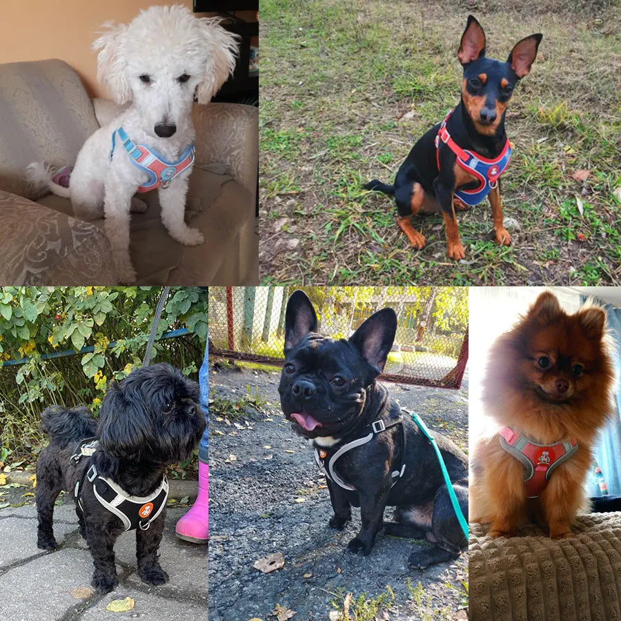 Harnais Réfléchissant Respirant pour Chien - Réglable pour Petits Chiens et Chiots