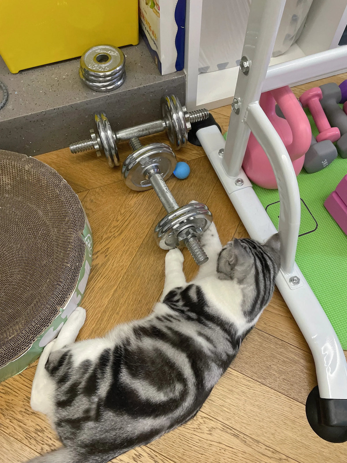 Automatic Rolling Cat Ball with Touch-Activated Play