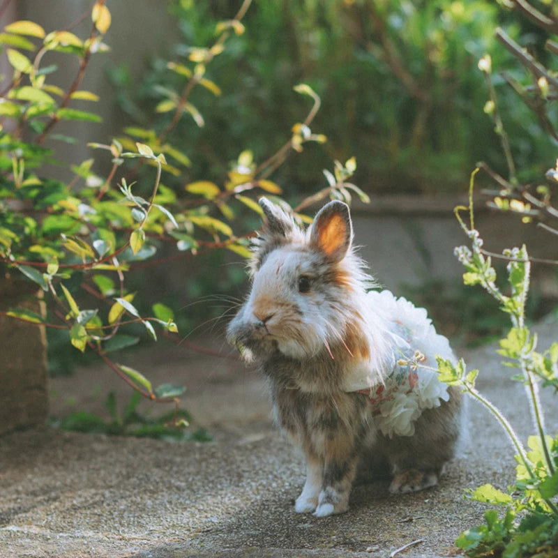Adjustable Harness & Leash Set for Rabbits & Kittens
