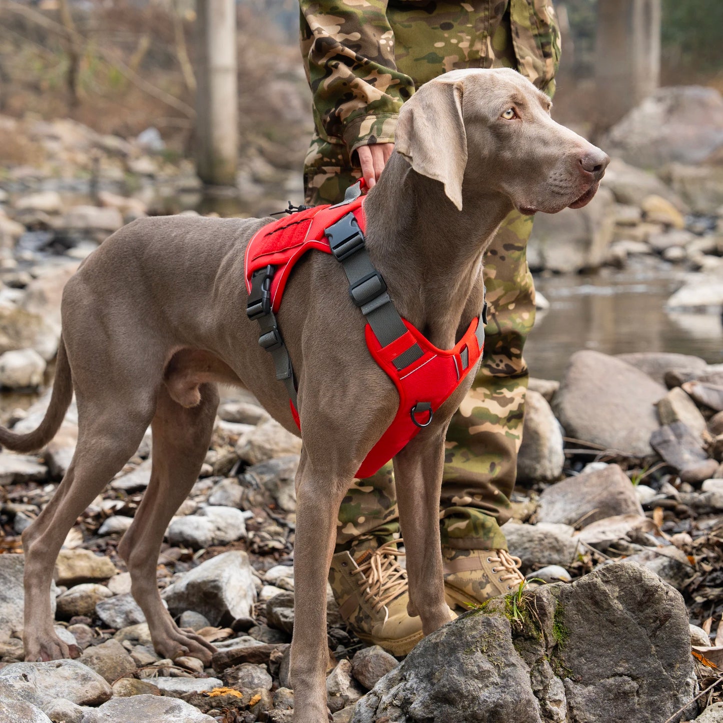 Tactical No-Pull Dog Harness — Reflective Adjustable Working & Training Vest for Small, Medium & Large Dogs