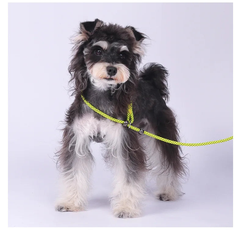 Laisse-collier étrangleur anti-nœuds réglable pour petits chiens