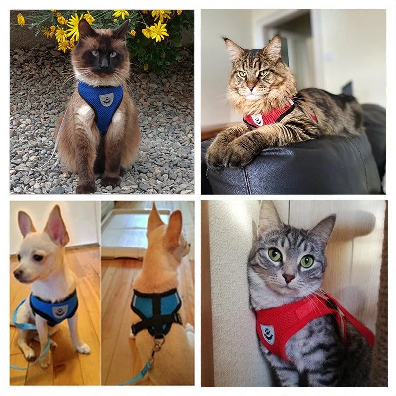 Breathable Mesh Vest Harness & Lead Set for Small to Medium Cats and Dogs