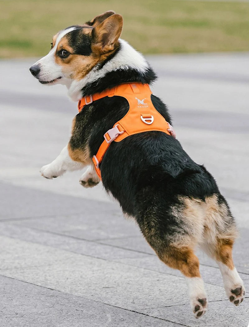 Lightweight Dog Harness & Leash Set Anti-Pull Escape-Proof Pet Walking Lead for Small Medium Large Dogs