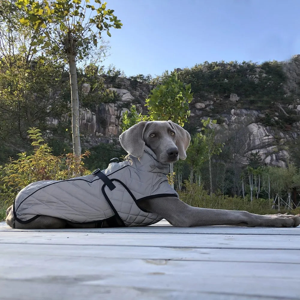 Reflective Winter Dog Jacket & Outdoor Vest