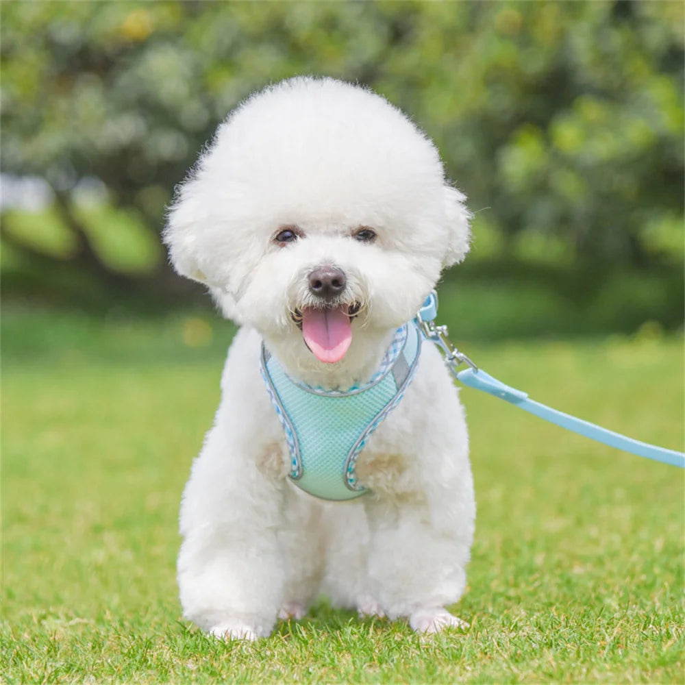 Reflective Mesh Harness & Leash Set for Cats & Small Dogs