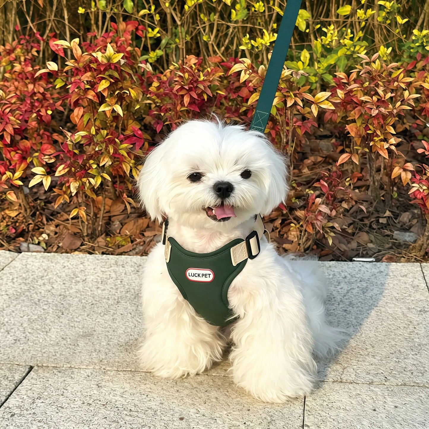 Breathable Vest Harness & Leash Set for Small Dogs