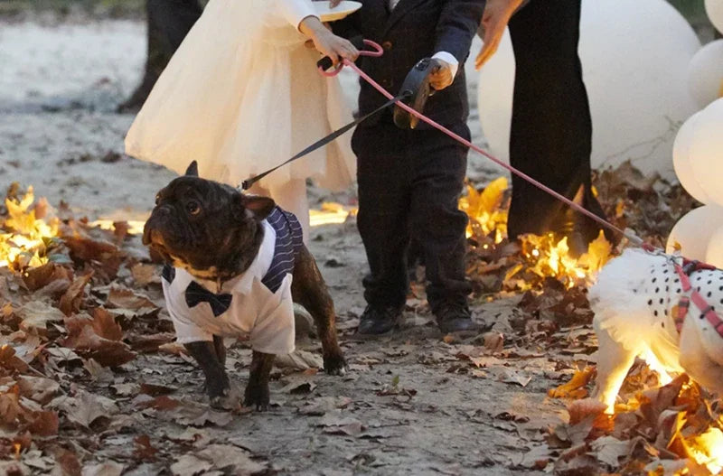 Striped Tuxedo Jacket with Bow for Small Dogs & Cats