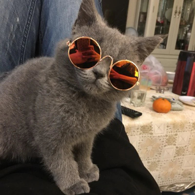 Mini Sunglasses for Cats & Small Dogs