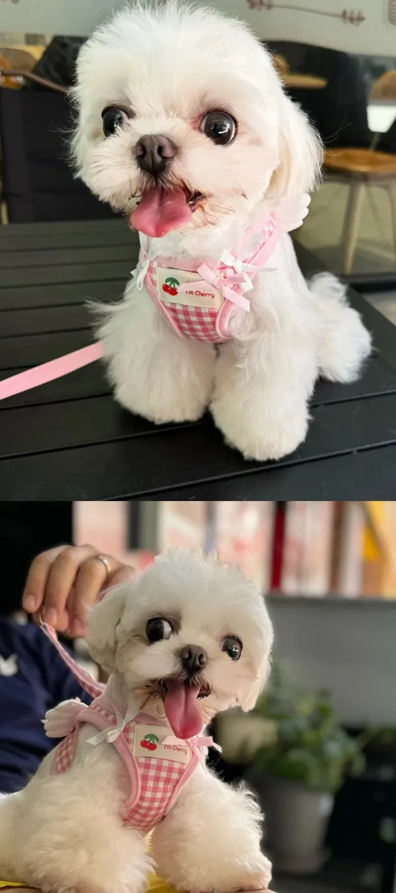 Ensemble harnais et collier en cuir de qualité supérieure pour chien