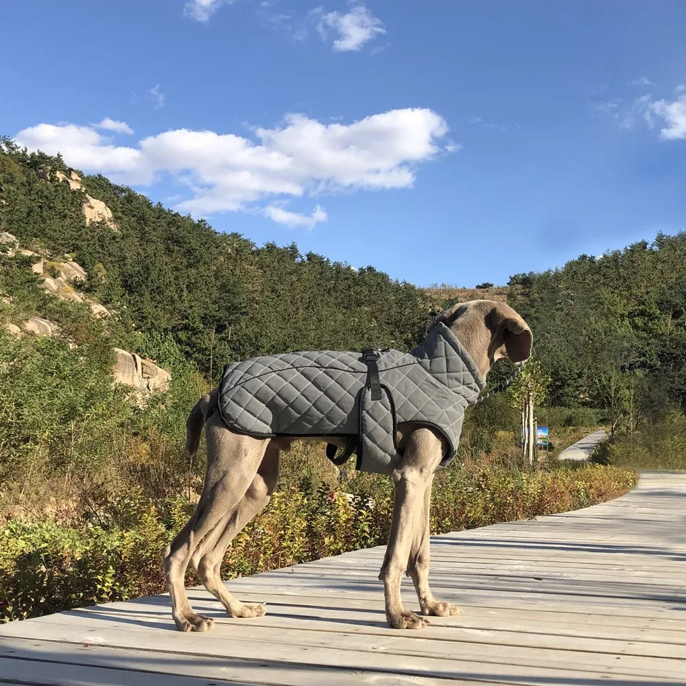 Reflective Winter Dog Jacket & Outdoor Vest