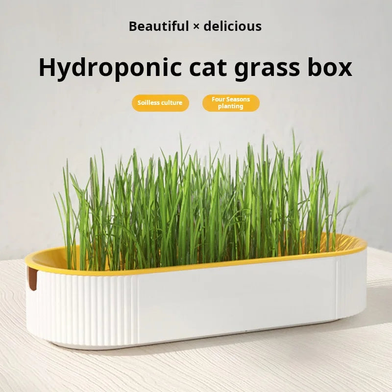 Kit de culture d'herbe à chat hydroponique – Ensemble de plantation sans terre pour friandises fraîches pour chats