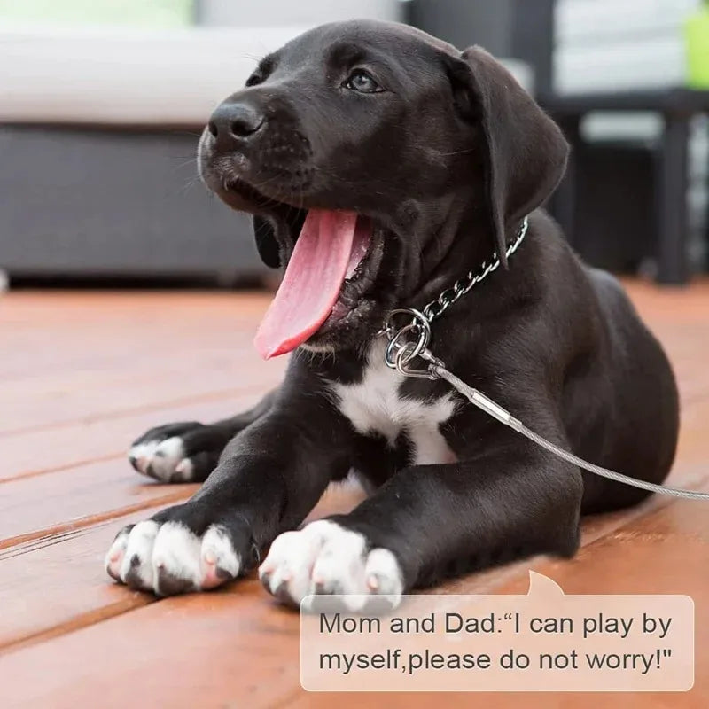 Laisse pour chien, harnais pour chiot, petit collier pour chien, colliers, harnais, laisses, colliers, harnais et sangles