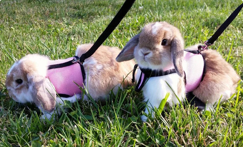 Mesh Breathable Harness & Leash Set for Rabbits, Ferrets & Small Pets