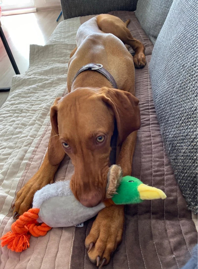 Duck Chew & Molar Toy for Dogs — Linen & Down, 25–34 cm