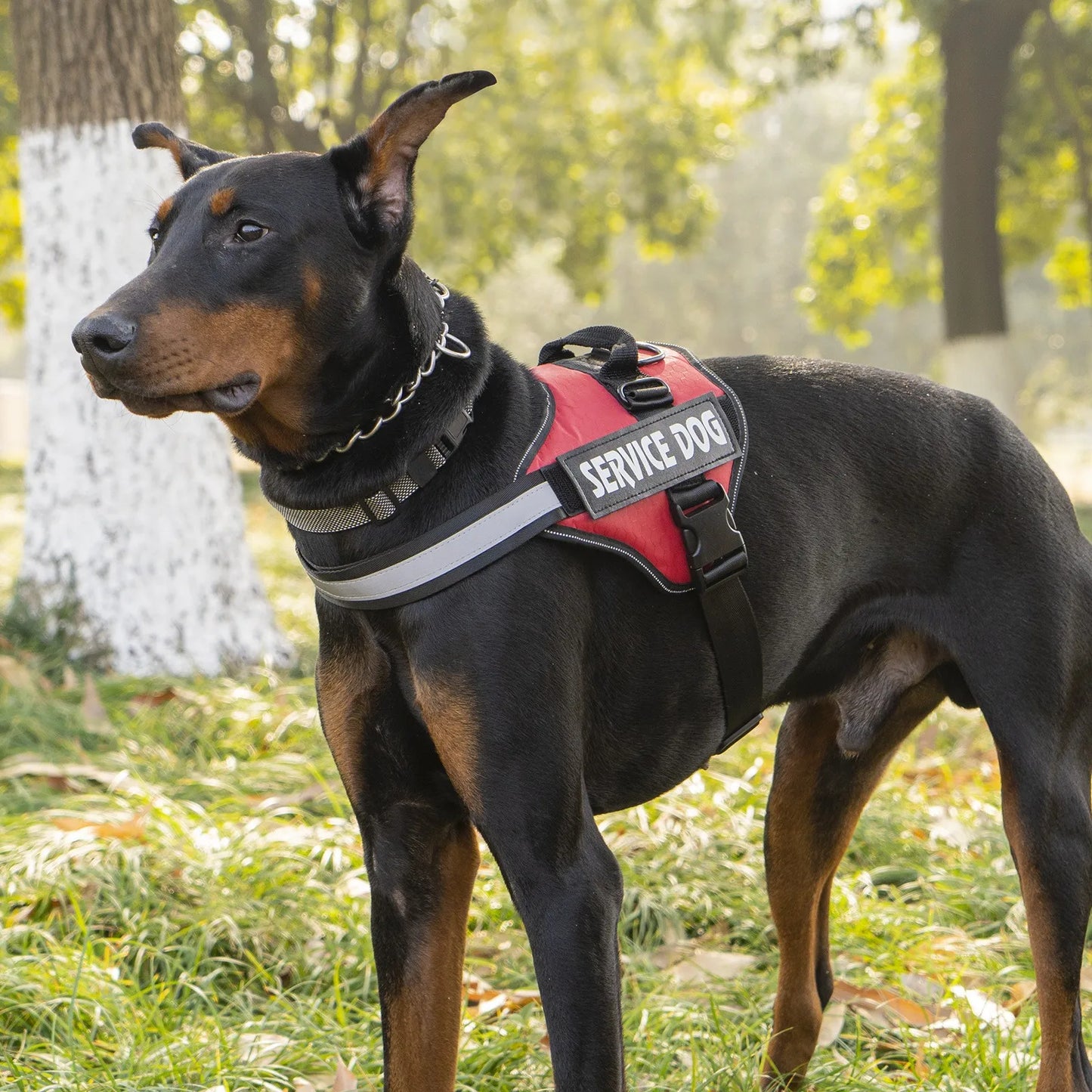 Harnais de poitrine pour chien | Boucle à dégagement rapide pour chiens de taille moyenne et grande