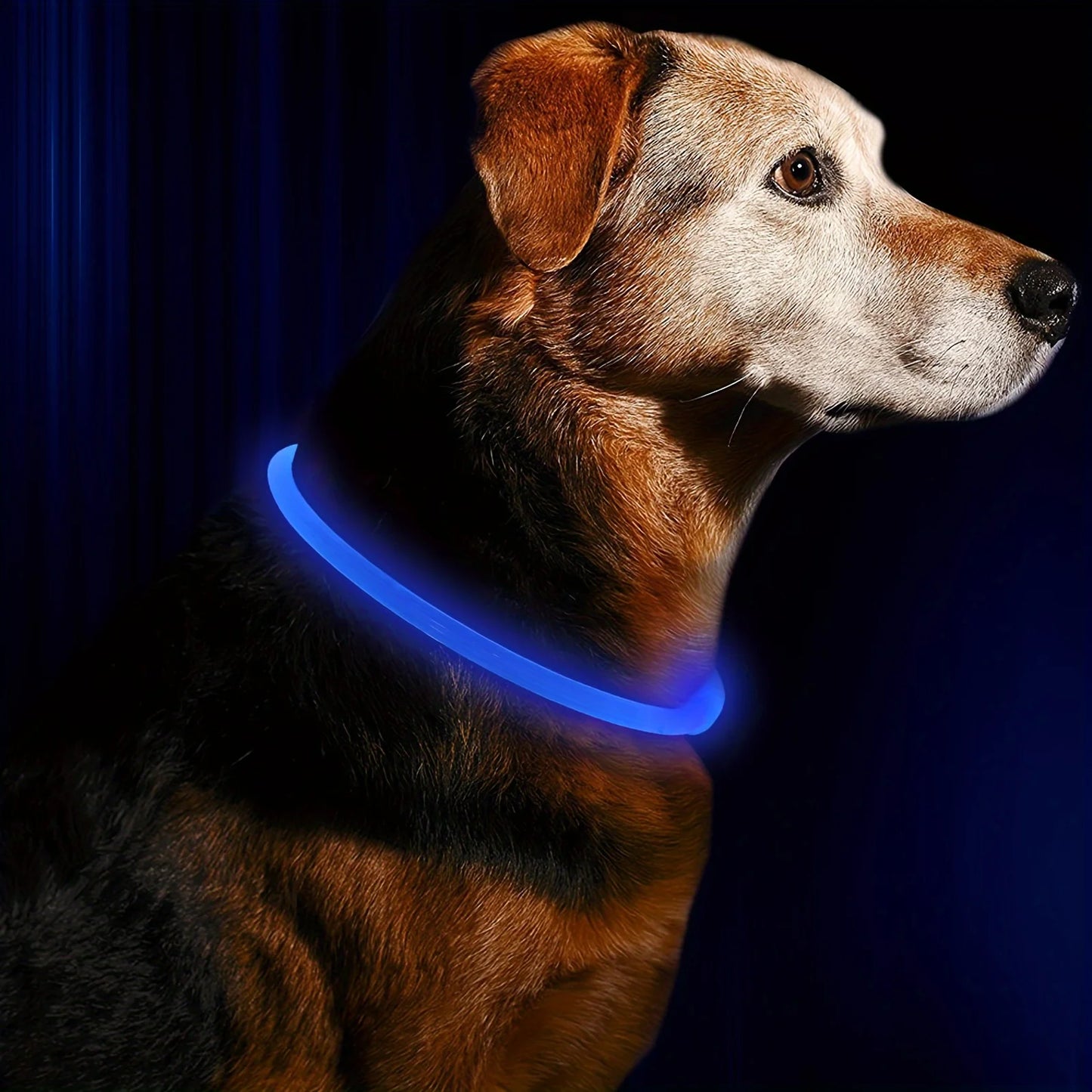 Collier lumineux LED pour chien - Collier de sécurité rechargeable par USB pour une visibilité nocturne