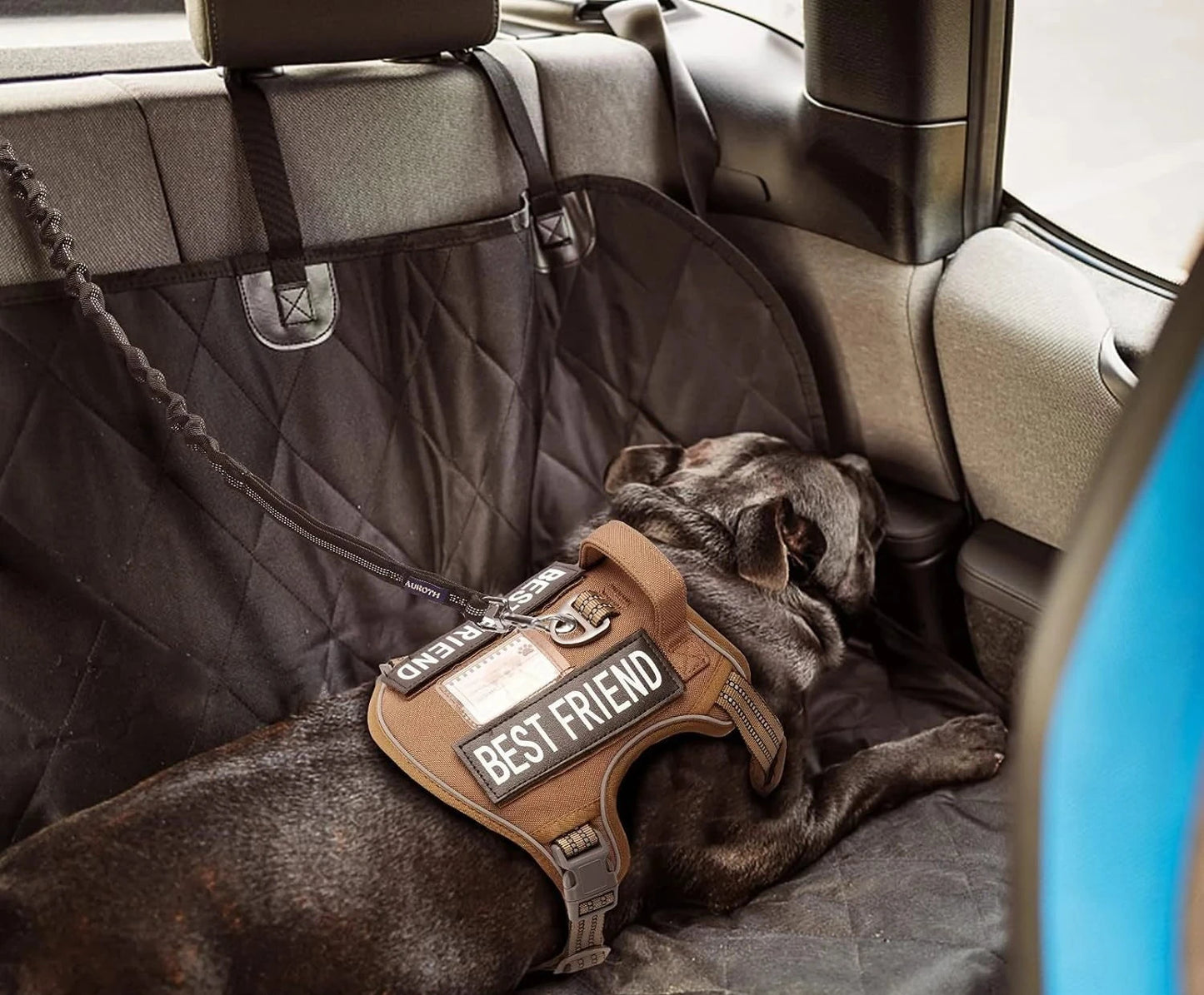 Laisse de dressage élastique antichoc pour chien