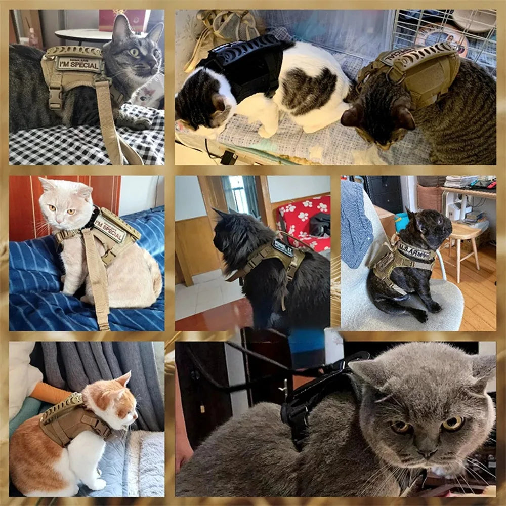 Collage of cats wearing harnesses in various settings