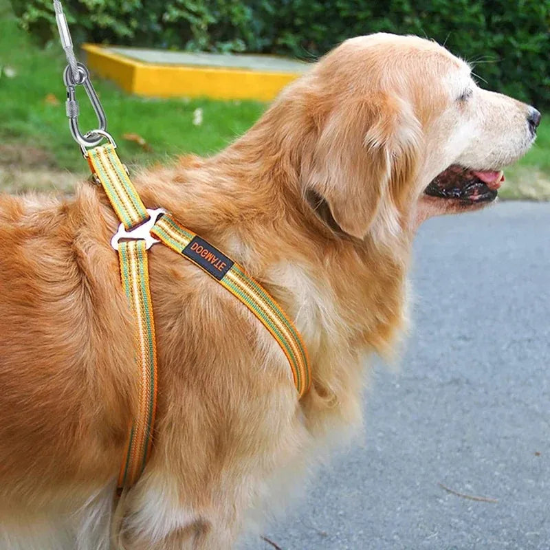 Laisse pour chien, harnais pour chiot, petit collier pour chien, colliers, harnais, laisses, colliers, harnais et sangles