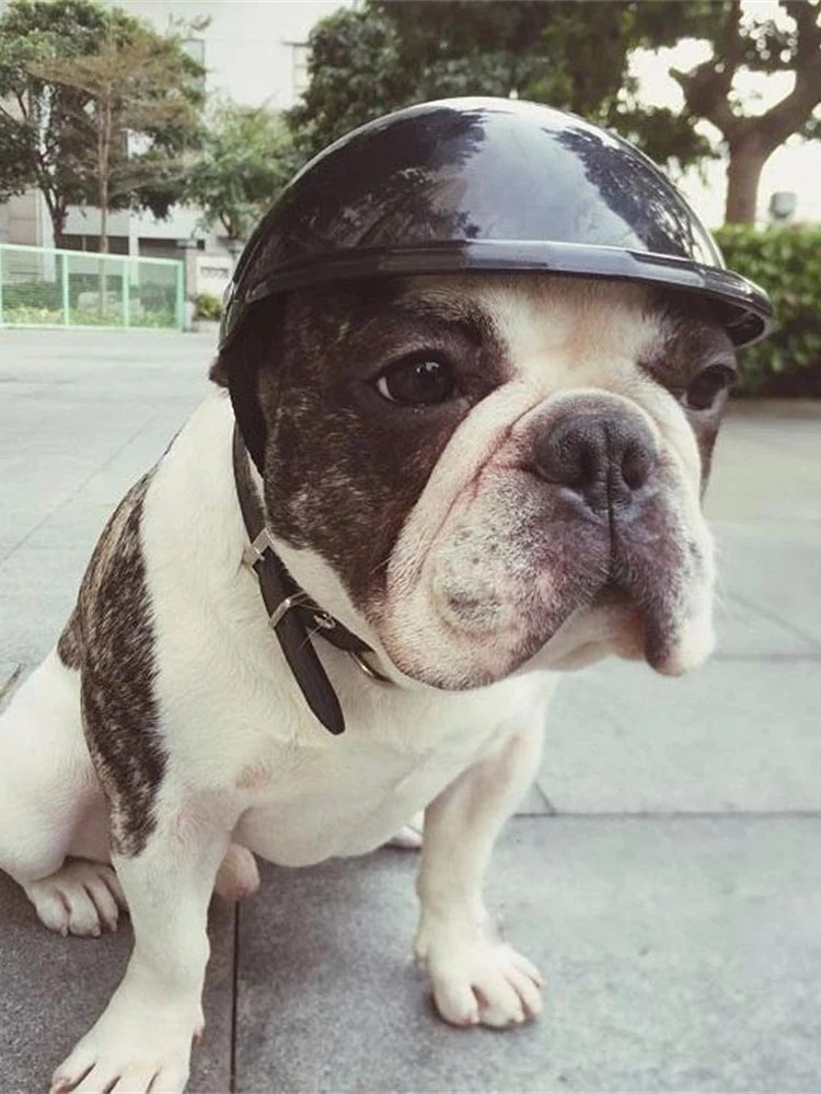 Novelty Riding Helmet Hat for Dogs & Cats