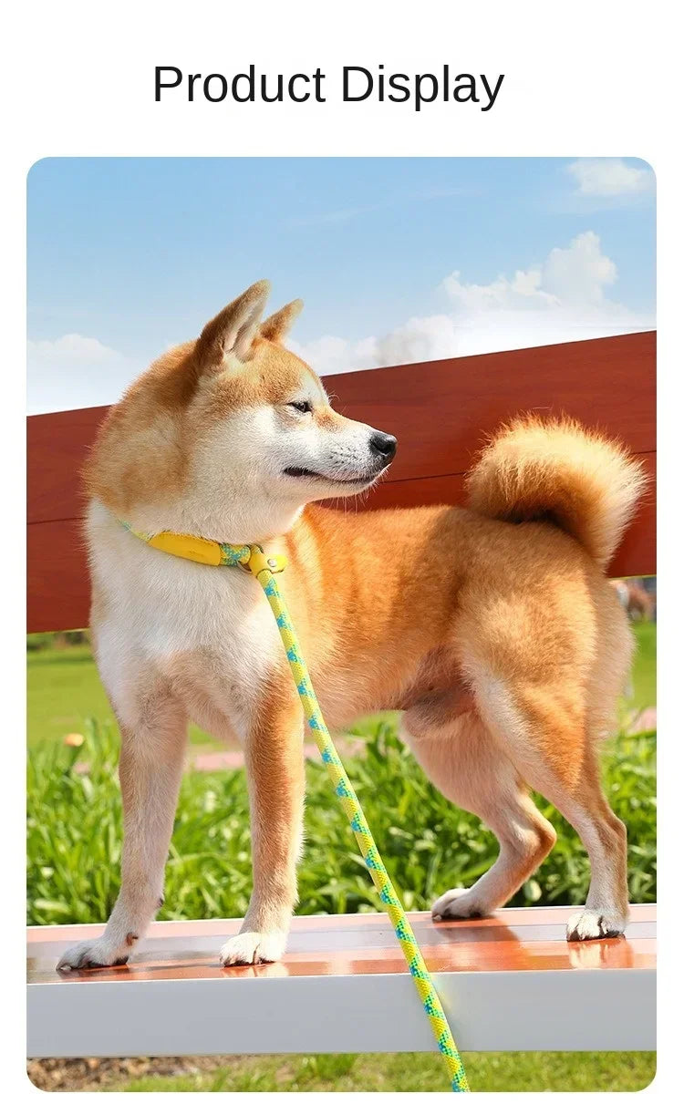 Ensemble laisse et harnais réglables en nylon pour chien