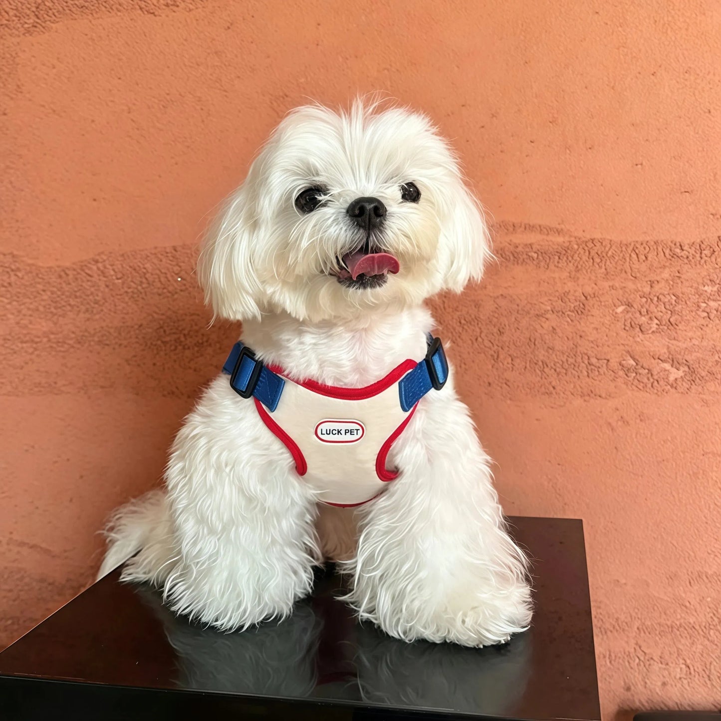Breathable Vest Harness & Leash Set for Small Dogs